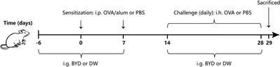 Mechanisms of Bushenyiqi decoction in the treatment of asthma: an investigation based on network pharmacology with experimental validation